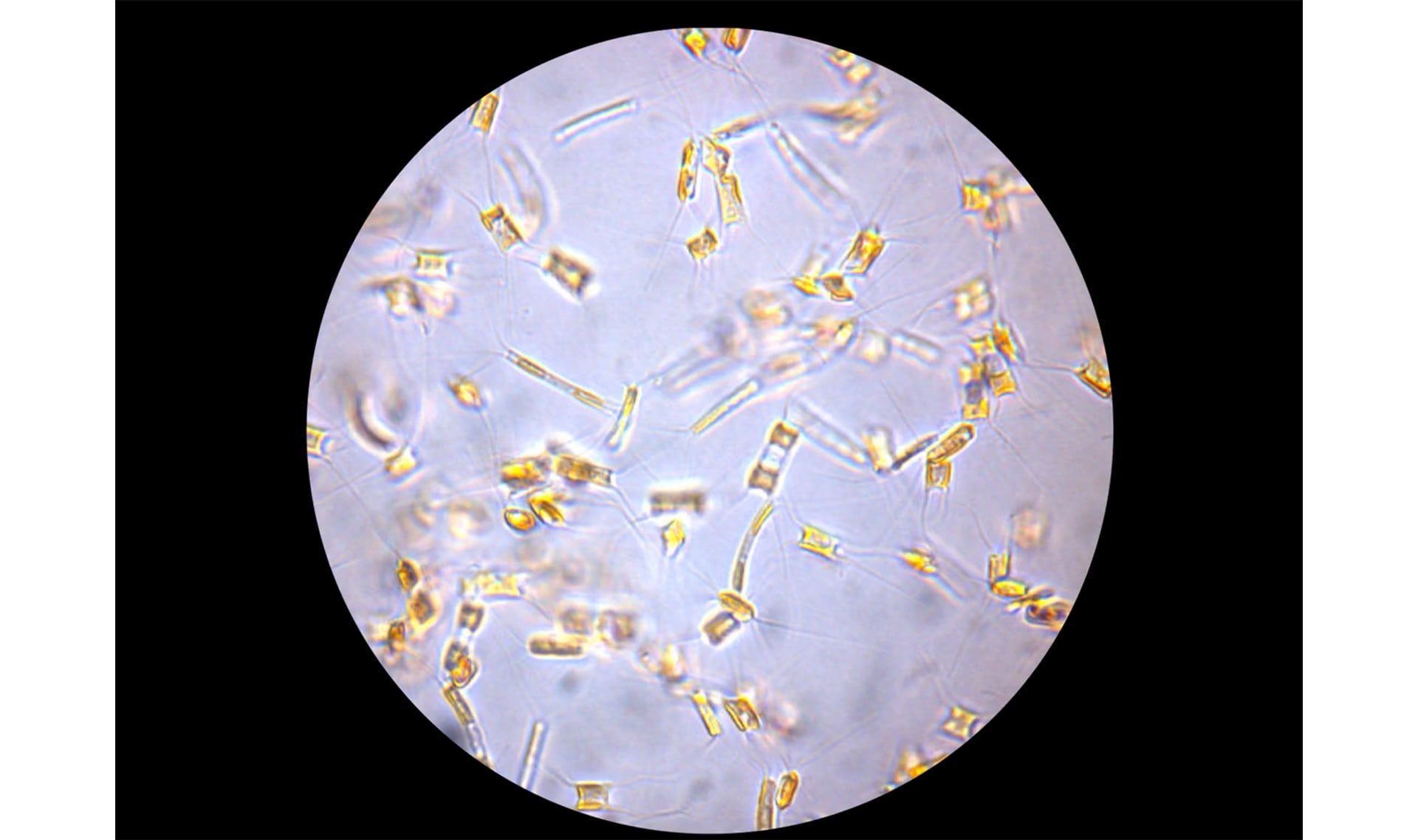 Slide Image